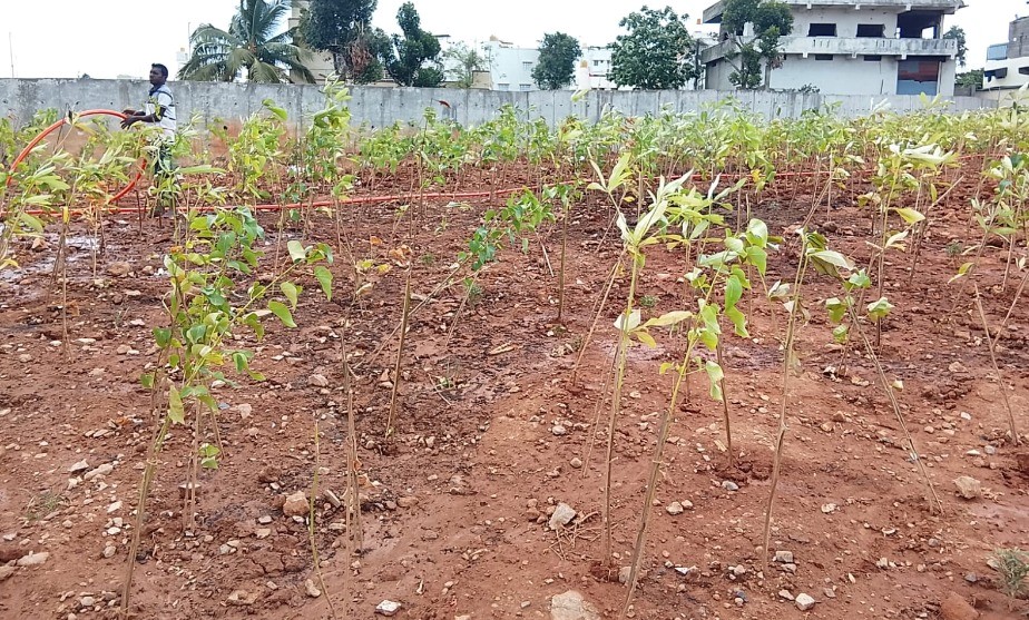 BDA defends mega plantation drive, steps up sapling revival efforts
