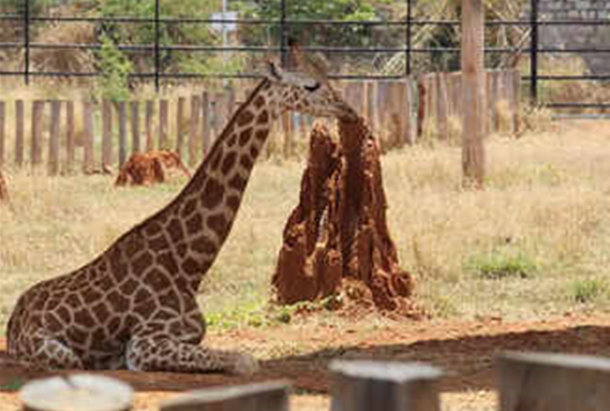 Star giraffe Shivani dies at Bannerghatta Biological Park