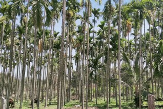 Centre assures support to combat arecanut diseases in coastal region
