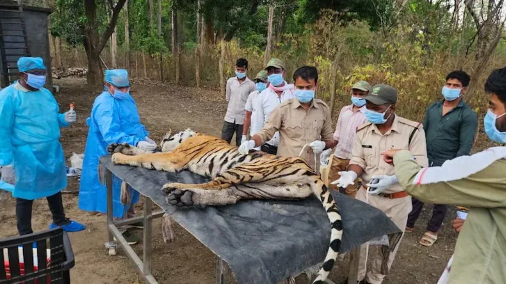 Experts look for CDV outbreak source after big cat family of 5 wiped out in Kanha Tiger Reserve