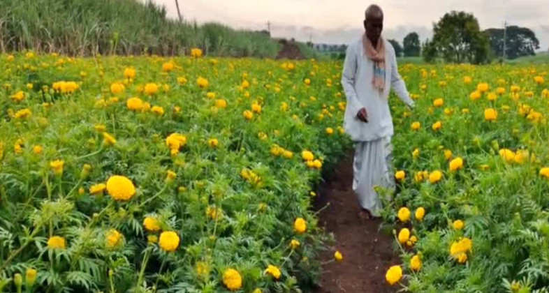 Marigold crop brings hope amid drought