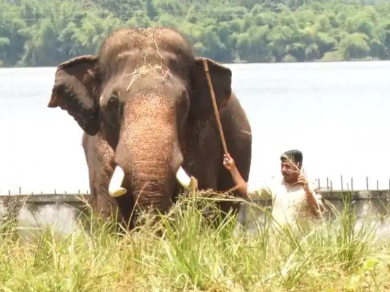 Kodagu elephant camps reopen after five months