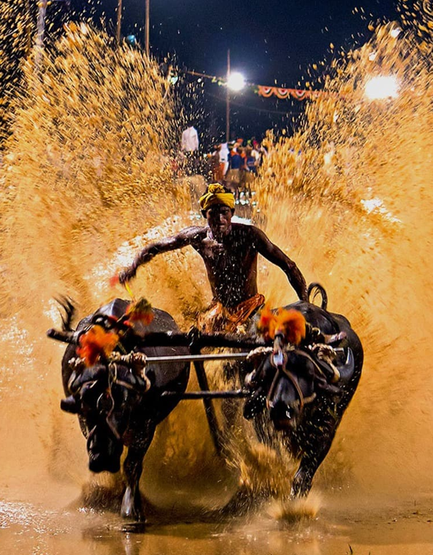 JAC appeals to Rahul Gandhi to advise CM against holding Kambala during Mysuru Dasara