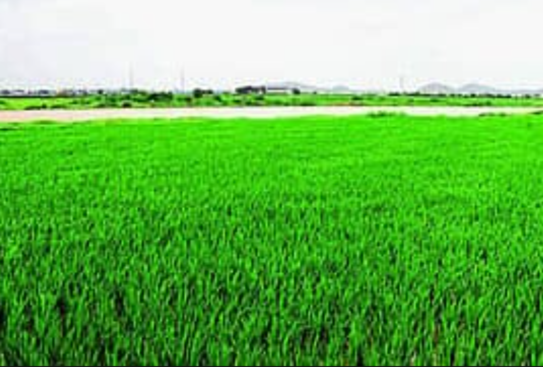 Water releases from Maharashtra bring relief to paddy farmers