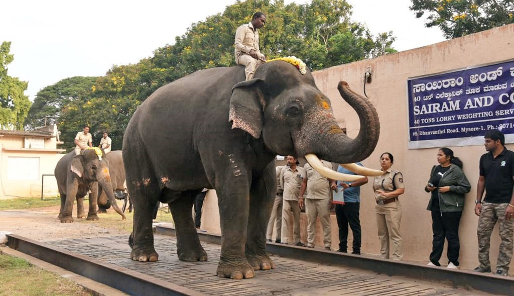 Dasara jumbos on the scales